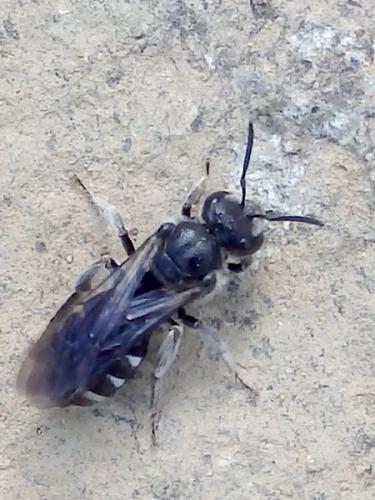 Réf. 317 811 : Lasioglossum sp.